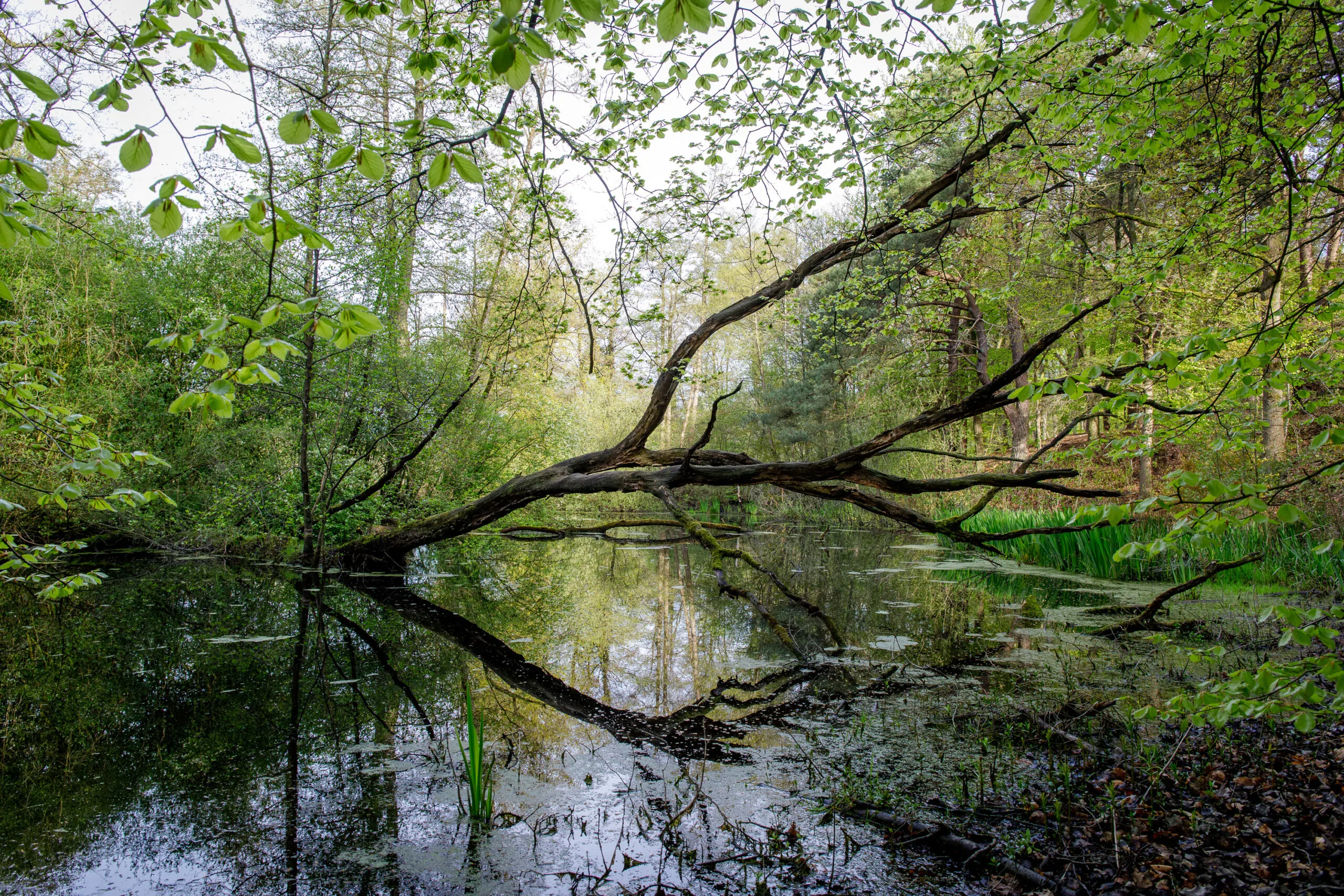 Ommen Krishnamurti retraite