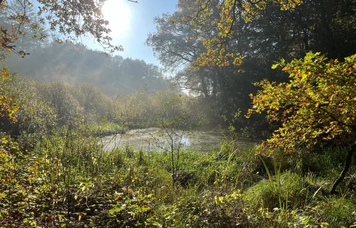 WhatsApp Image 2024-10-24 at 11.13.03-4 Voordelen bosbaden