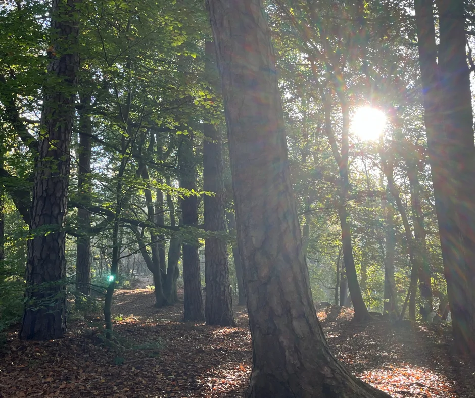 Gezondheidsvoordelen retraite